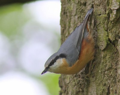 Boomklever - Eurasian Nuthatch