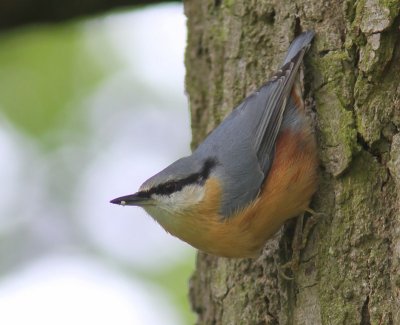 Boomklever - Eurasian Nuthatch