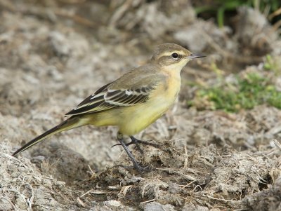 Gele Kwikstaart - Blue-headed Wagtail