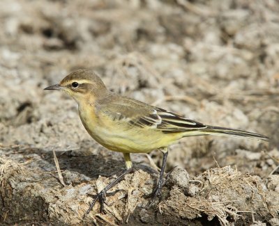 Gele Kwikstaart - Blue-headed Wagtail