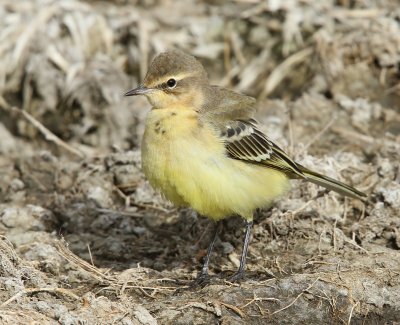 Gele Kwikstaart - Blue-headed Wagtail
