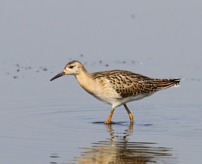 Kemphaan - Ruff