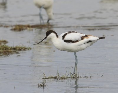 Kluut - Pied Avocet