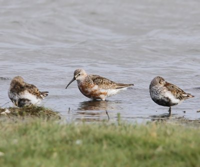 Krombekstrandloper - Curlew Sandpiper