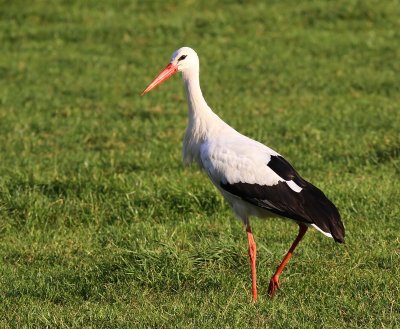 Ooievaar - White Stork