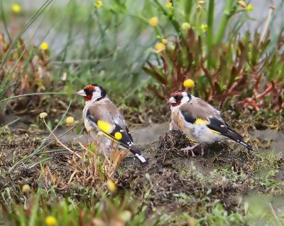 Putters - European Goldfinches