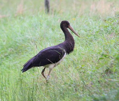 Zwarte Ooievaar - Black Stork
