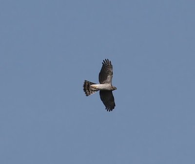 Sperwer - Eurasian Sparrowhawk