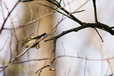 Bird_1.jpg