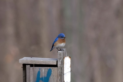 Eastern Bluebird.jpg