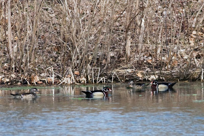 Wood Duck_1.jpg
