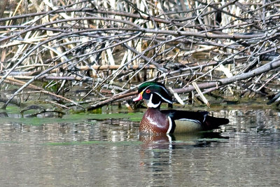 Wood Duck_4.jpg