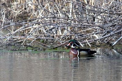 Wood Duck_5.jpg