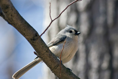 Bird.jpg