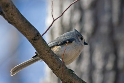 Bird_1.jpg