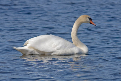 Mute Swan.jpg