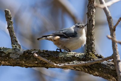 Nuthatch.jpg