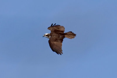 Ospry.jpg