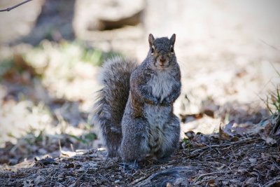 Squirrel.jpg