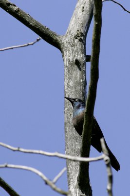 _E3D0454.jpg