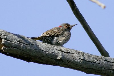 _E3D0523 flicker.jpg