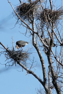 _E3D0569 Heron.jpg