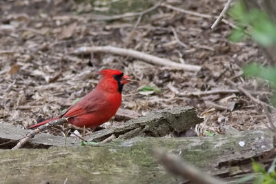 Cardinal