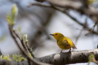 Yellow Warbler -Banded-