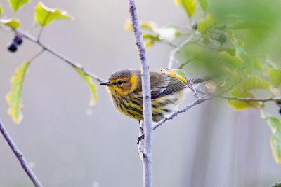 Cape May Warbler_E3D8973.jpg