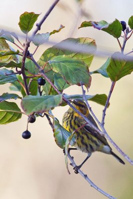 Cape May Warbler_E3D8981.jpg
