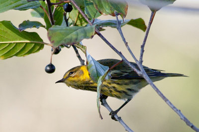 Cape May Warbler_E3D8985.jpg