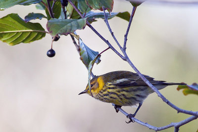 Cape May Warbler_E3D8989.jpg