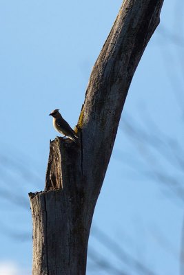 Cedar Waxwing_E3D8990.jpg