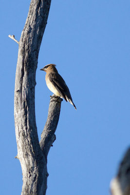 Cedar Waxwing_E3D9004.jpg