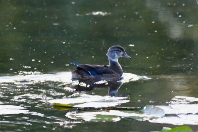 Wood Duck_E3D9022.jpg