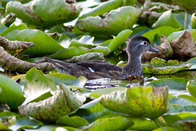 Wood Duck_E3D9033.jpg