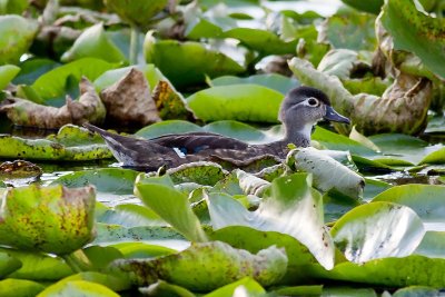 Wood Duck_E3D9034.jpg