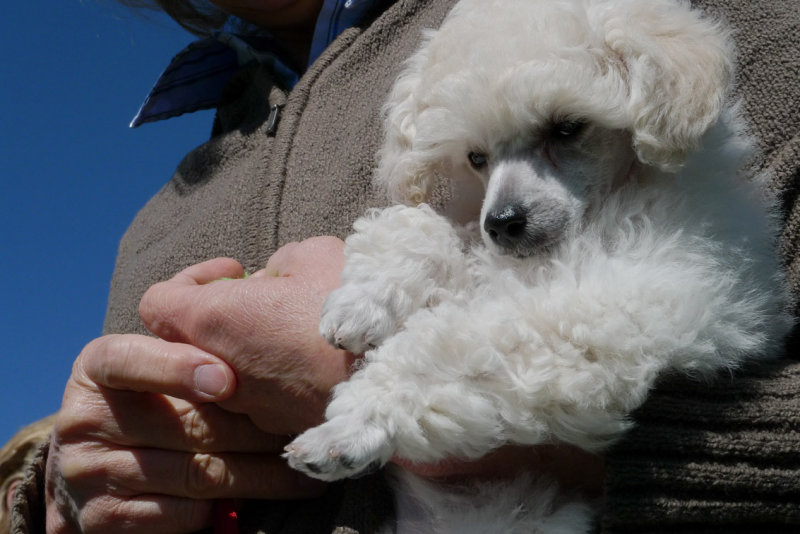 P1000770 Armful of Fluff.jpg