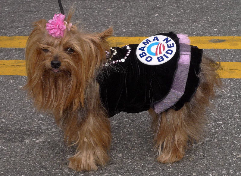 P1010150 Yorkie