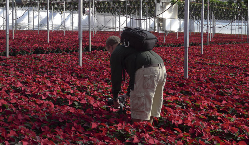 P1010408 In a Sea of Poinsettias