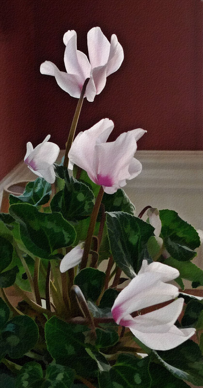 P1010574 Backlit Cyclamen