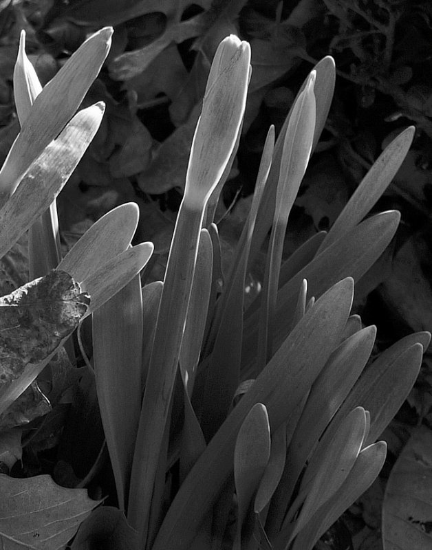 P1030068 Promise of Spring