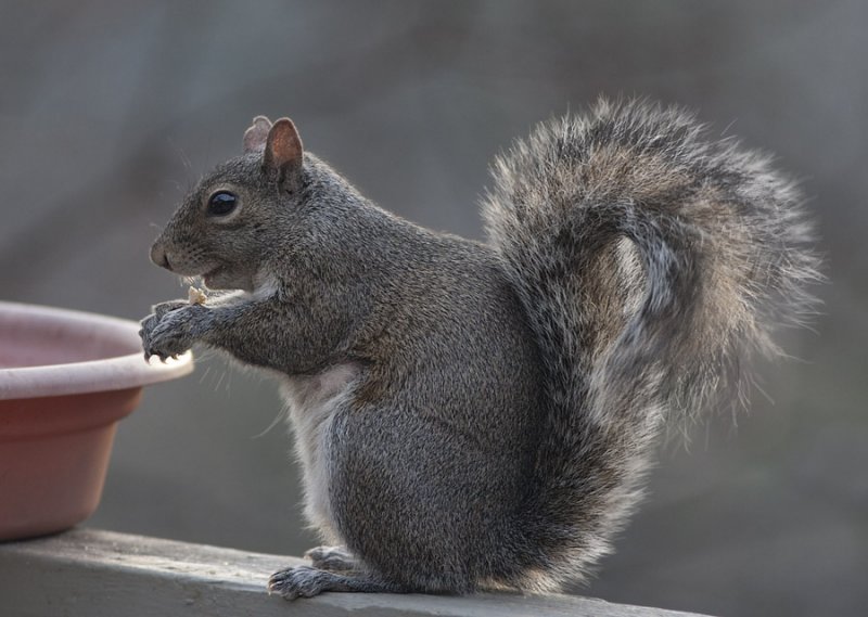 _MG_2629 end of day squirrel