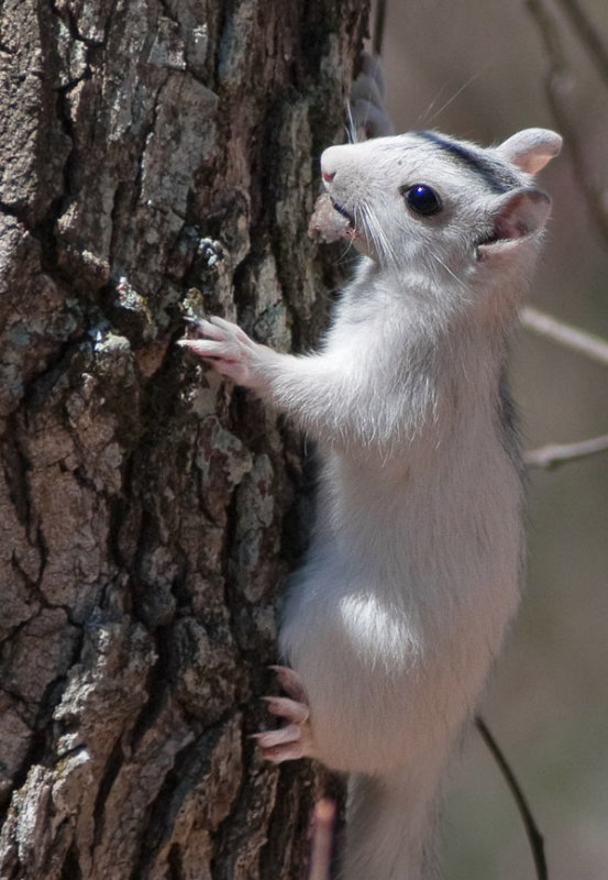 _MG_8022 White Squirrel
