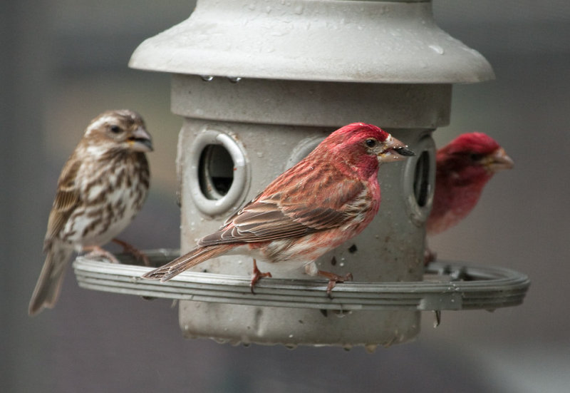 _MG_8044 Purple Finch