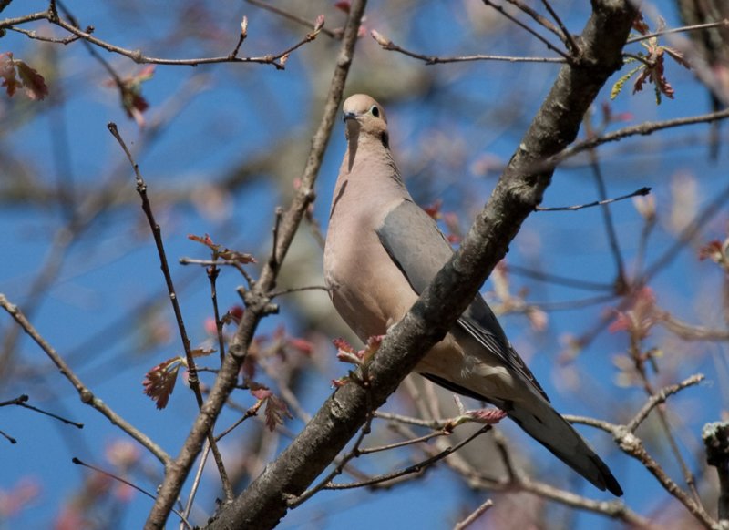 _MG_8488 Mourning Dove