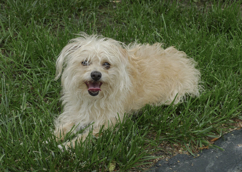 P1040352 Chihuahua Poodle Cross