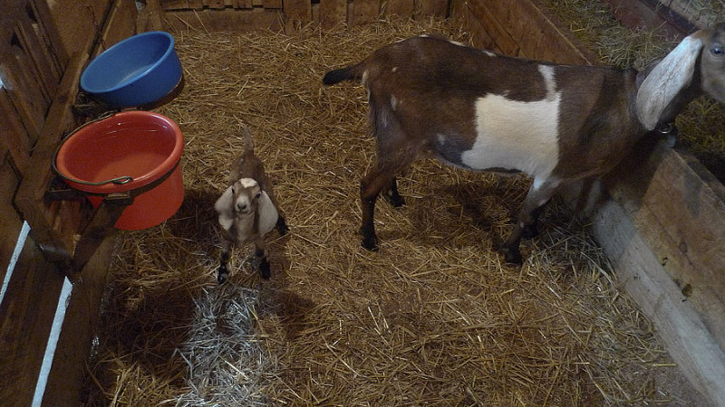 P1040459 Two-day Old Nubian
