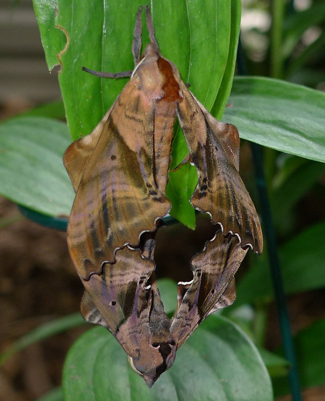Blinded Sphynx Moths Mating