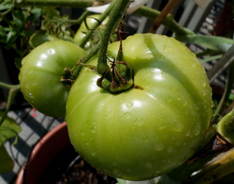 P1050624 Sun Shower Tomatoes